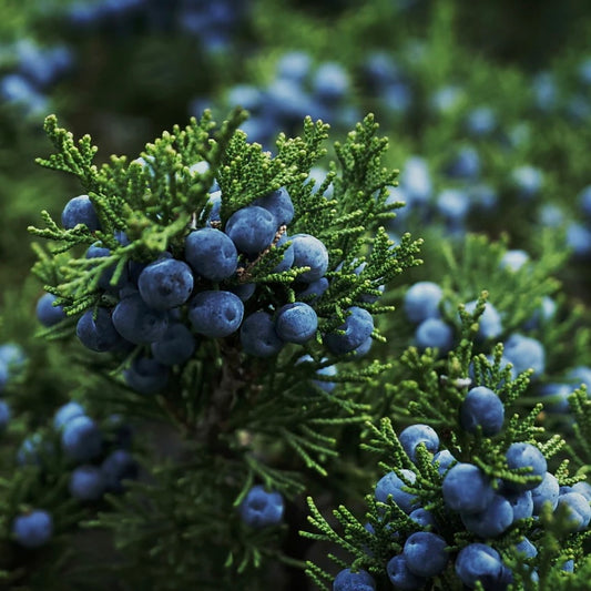 Juniper Berry | Snap Bar