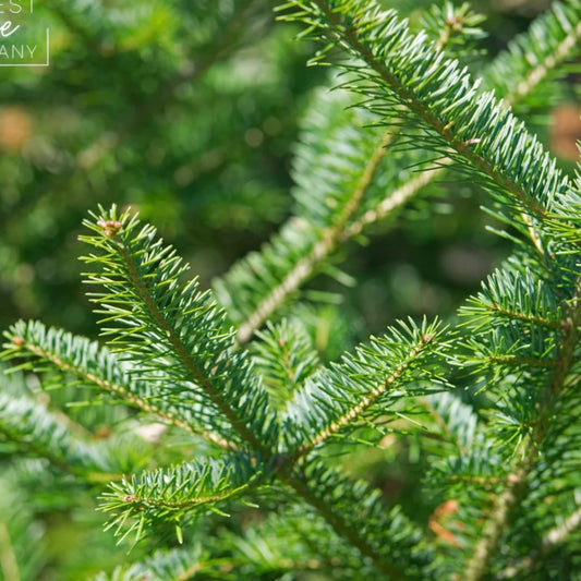 Douglas Fir | Snap Bar